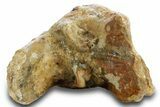 Rare, Juvenile Woolly Mammoth Upper P Molar - North Sea Deposits #370348-5